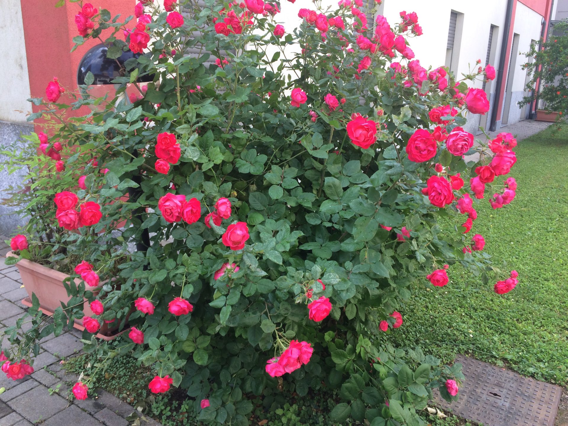 Fiori1